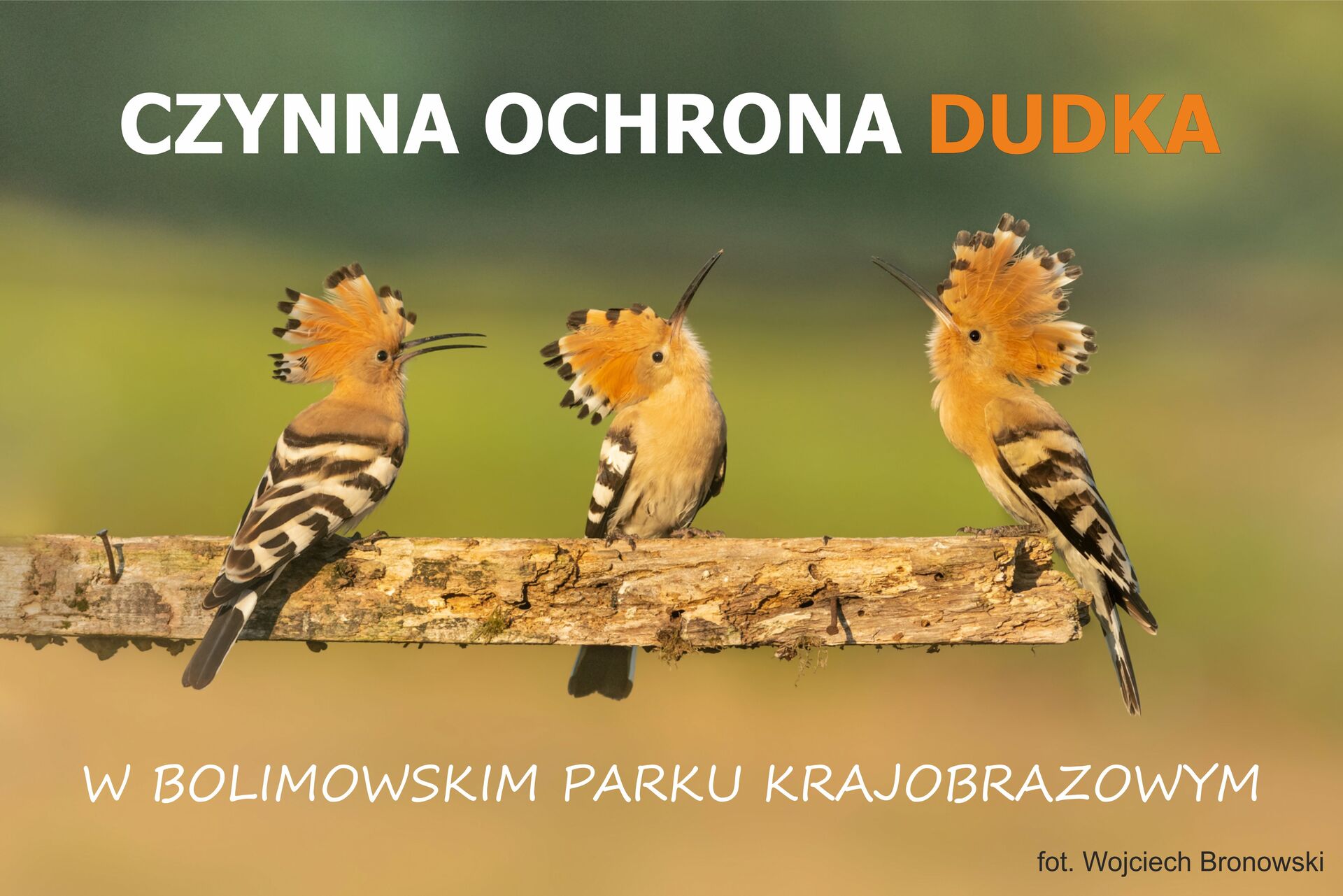 czynna ochrona dudka