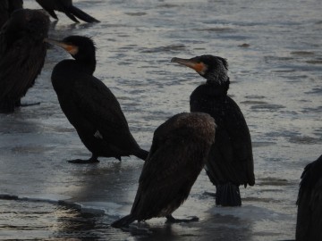 Monitoring Zimujących Ptaków Wodnych na Pilicy – 2026, <p>kormorany</p>