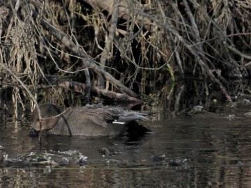 Monitoring Zimujących Ptaków Wodnych na Pilicy – 2026, <p>krakwa</p>