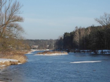 Wyniki Monitoringu Zimujących Ptaków Wodnych na Pilicy, 