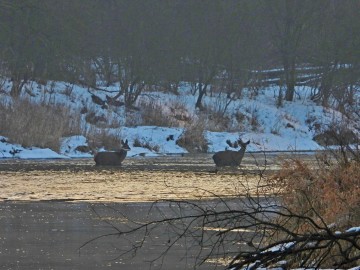 Wyniki Monitoringu Zimujących Ptaków Wodnych na Pilicy, 