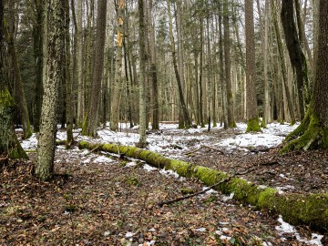 W oczekiwaniu na wiosnę rezerwat Czarna Rózga 2026, 