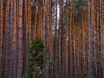 Patrol straży PPK z Państwową Strażą Łowiecką w Łodzi, wiosna 2026., 